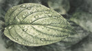 Macro watercolor painting of a green leaf covered in realistic water droplets against a dark, moody background.