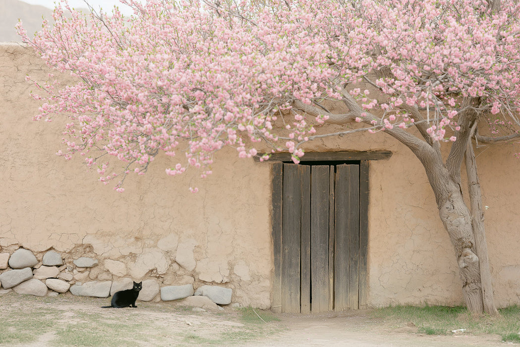 Cherry Blossom Courtyard Mural Wallpaper | Tranquil Elegant Decoration