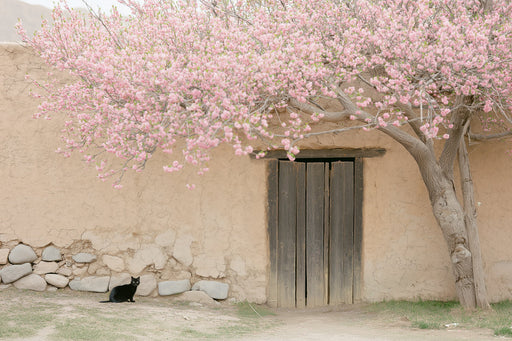 Cherry Blossom Courtyard Mural Wallpaper | Tranquil Elegant Decoration