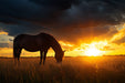 Horse in Sunset Field Mural Wallpaper | Serene Dramatic Decoration