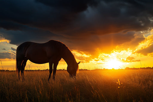 Horse in Sunset Field Mural Wallpaper | Serene Dramatic Decoration