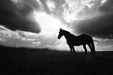 Black - and - White Horse Silhouette Mural Wallpaper | Bold Minimalist Decoration