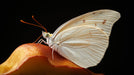 Monarch Butterfly Close-Up Mural Wallpaper | Bold Natural Decoration