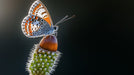 Abstract Butterfly Wings Mural Wallpaper | Modern Artistic Decoration