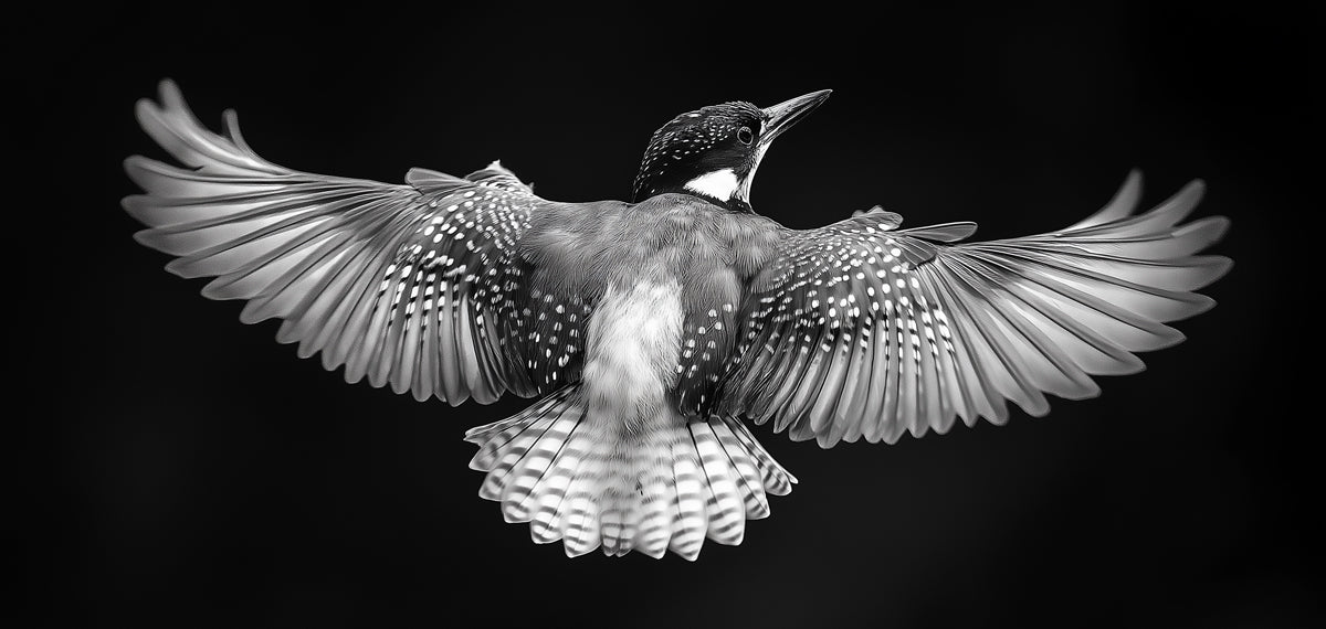 Black - and - White Bird Living Room Mural Wallpaper | Bold Modern Decoration