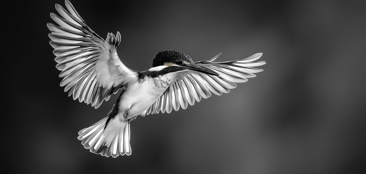 Black - and - White Bird II Living Room Mural Wallpaper | Dramatic Minimalist Decoration