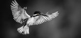 Black - and - White Bird II Living Room Mural Wallpaper | Dramatic Minimalist Decoration
