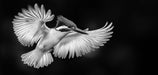 Black - and - White Bird II Living Room Mural Wallpaper | Dramatic Minimalist Decoration