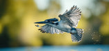 Blue Bird II Dining Mural Wallpaper | Elegant Natural Decoration