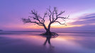 Purple Sunset Tree Living Room Mural Wallpaper | Tranquil Dramatic Decoration