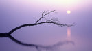 Purple Branch Living Room Mural Wallpaper | Modern Artistic Decoration