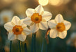Daffodil Cafe Mural Wallpaper | Cheerful Inviting Decoration