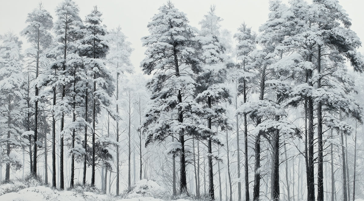 Snowy Pine Forest Mural Wallpaper | Serene Winter Landscape