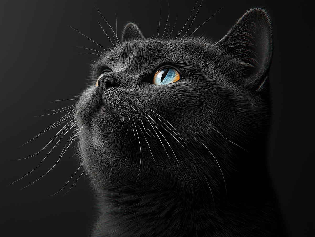 Heterochromatic Cat Mural Wallpaper | Black - background with Striking Gaze