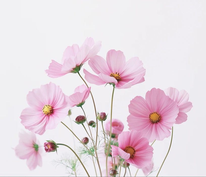 Ramo de Cosmos Rosados Frescos con Fondo Blanco - Mural